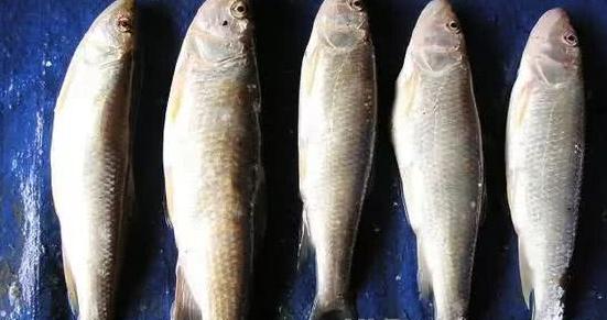 板黄鱼(细鳞斜颌鲴鱼)老头鱼 因叫声像老头而得名 没错他真的会叫.