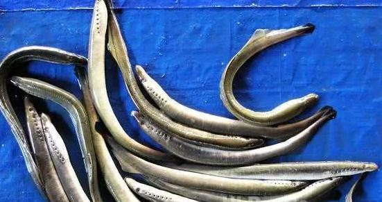 东北的三花五罗十八子七十二杂鱼,你知道多少?__财经头条