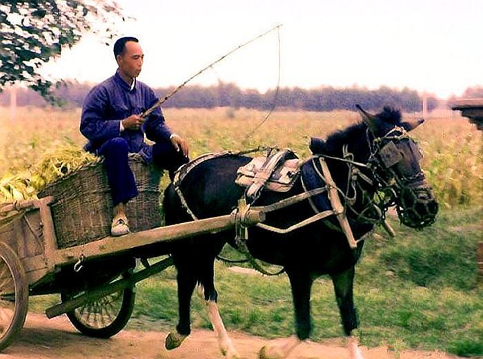 图:人民公社劳作的一组照片,赶着马车的大哥刚在地里面回来,大哥车