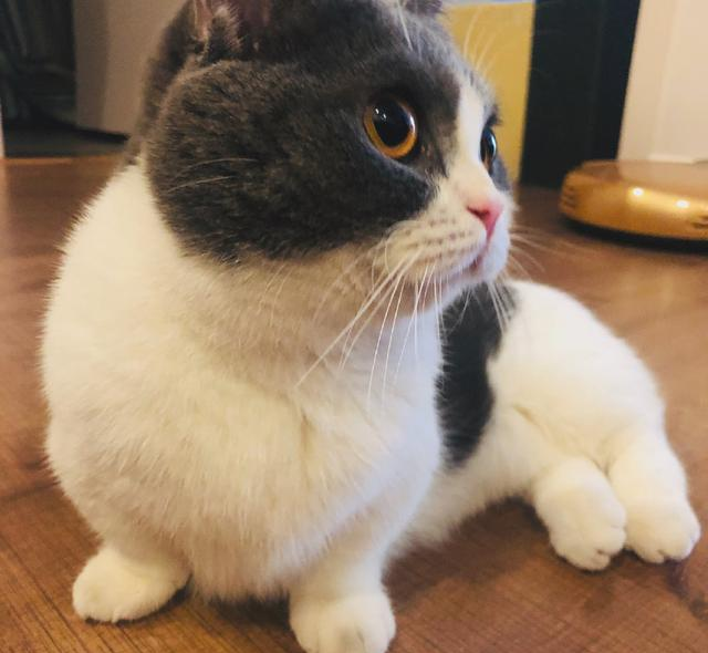 肖战你家坚果姑娘掉毛不过合格的猫奴无惧掉毛