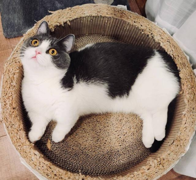 肖战你家坚果姑娘掉毛不过合格的猫奴无惧掉毛