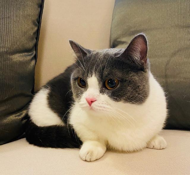 肖战你家坚果姑娘掉毛不过合格的猫奴无惧掉毛