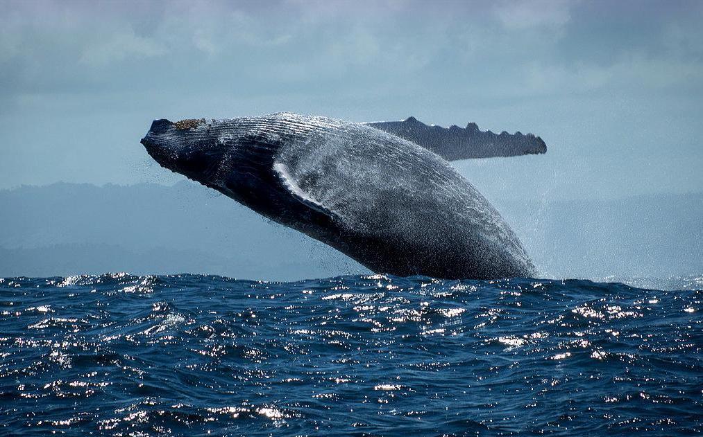 鲸鱼|抹香鲸|洋流_新浪新闻