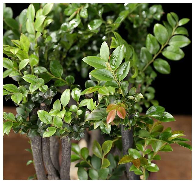 小叶紫檀盆栽换盆后大量掉叶子盆景换盆5妙招根旺枝粗造型美