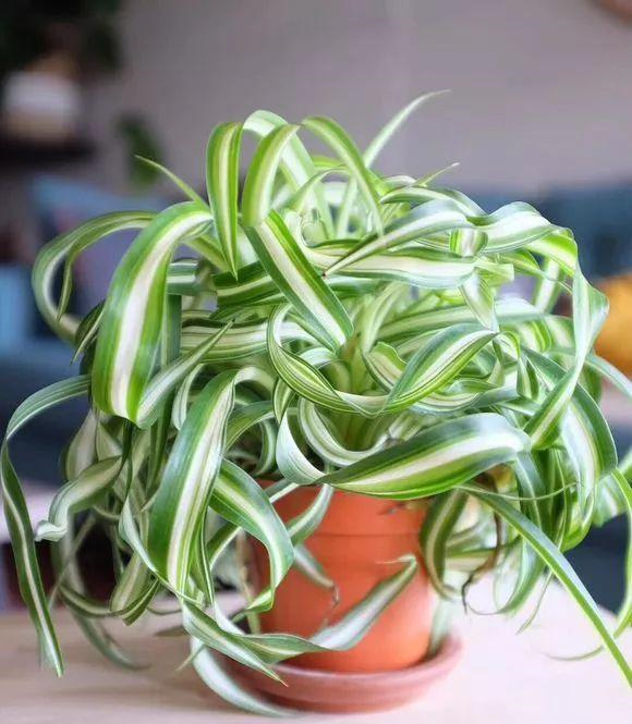 春天的吊蘭做好這幾步，長得和瘋了一樣！