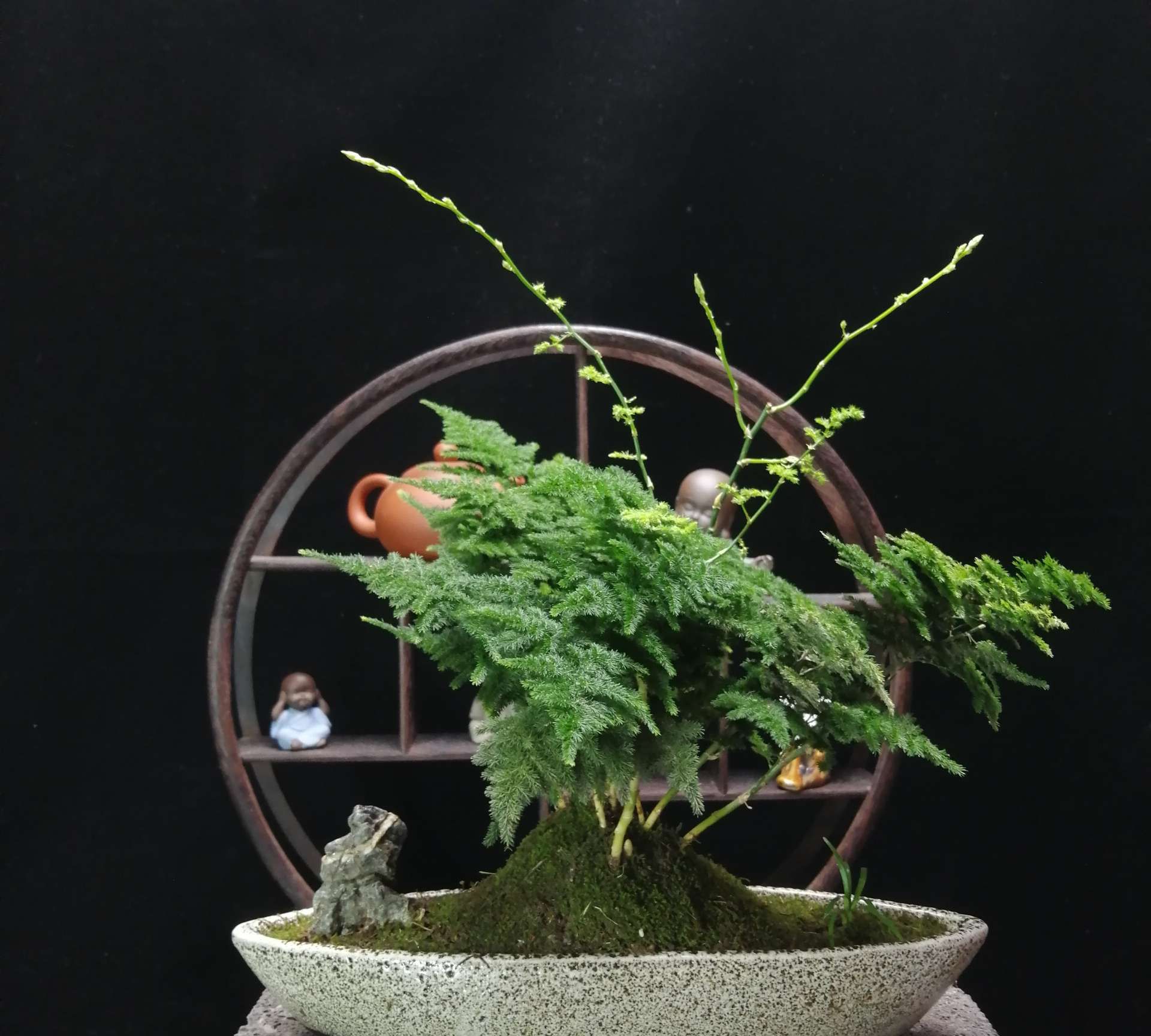 什么样的盆景才算是艺术盆景,欣赏几款造型奇特的盆景,匠心制作