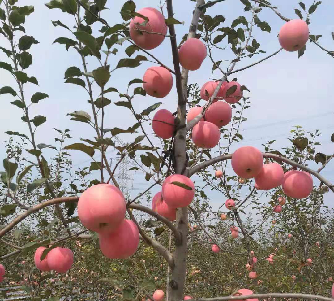 太诱人,陕西乾县马兰寨红富士苹果成熟啦!_高清图集_新浪网