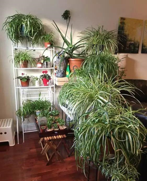 春天的吊蘭做好這幾步，長得和瘋了一樣！