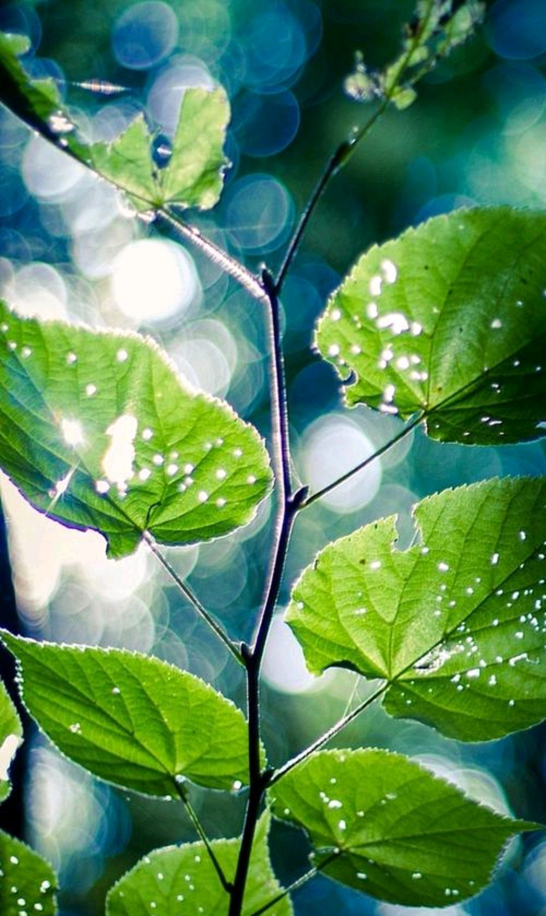 绿色手机壁纸系列绿色是生命的意义