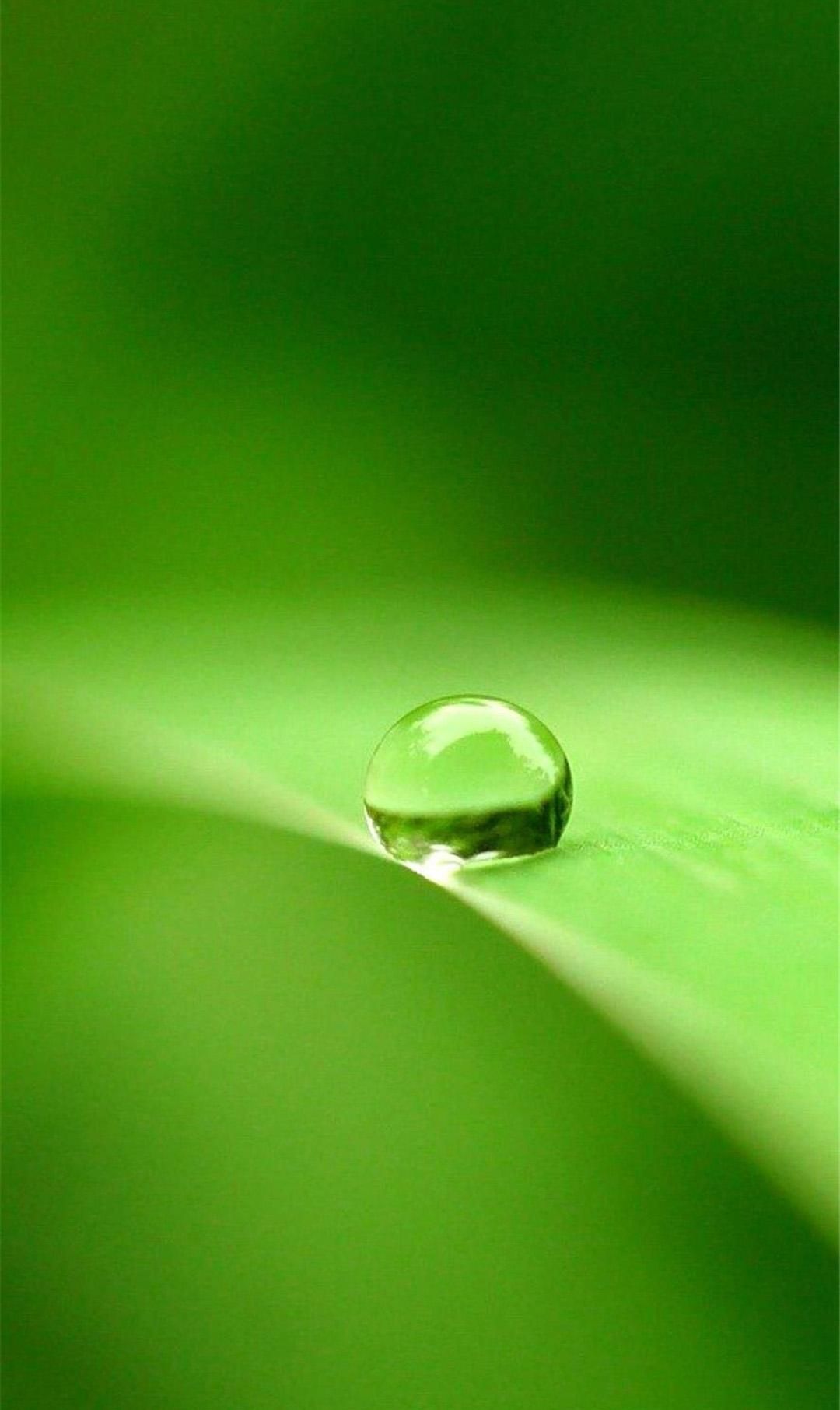 绿色手机壁纸系列绿色是生命的意义
