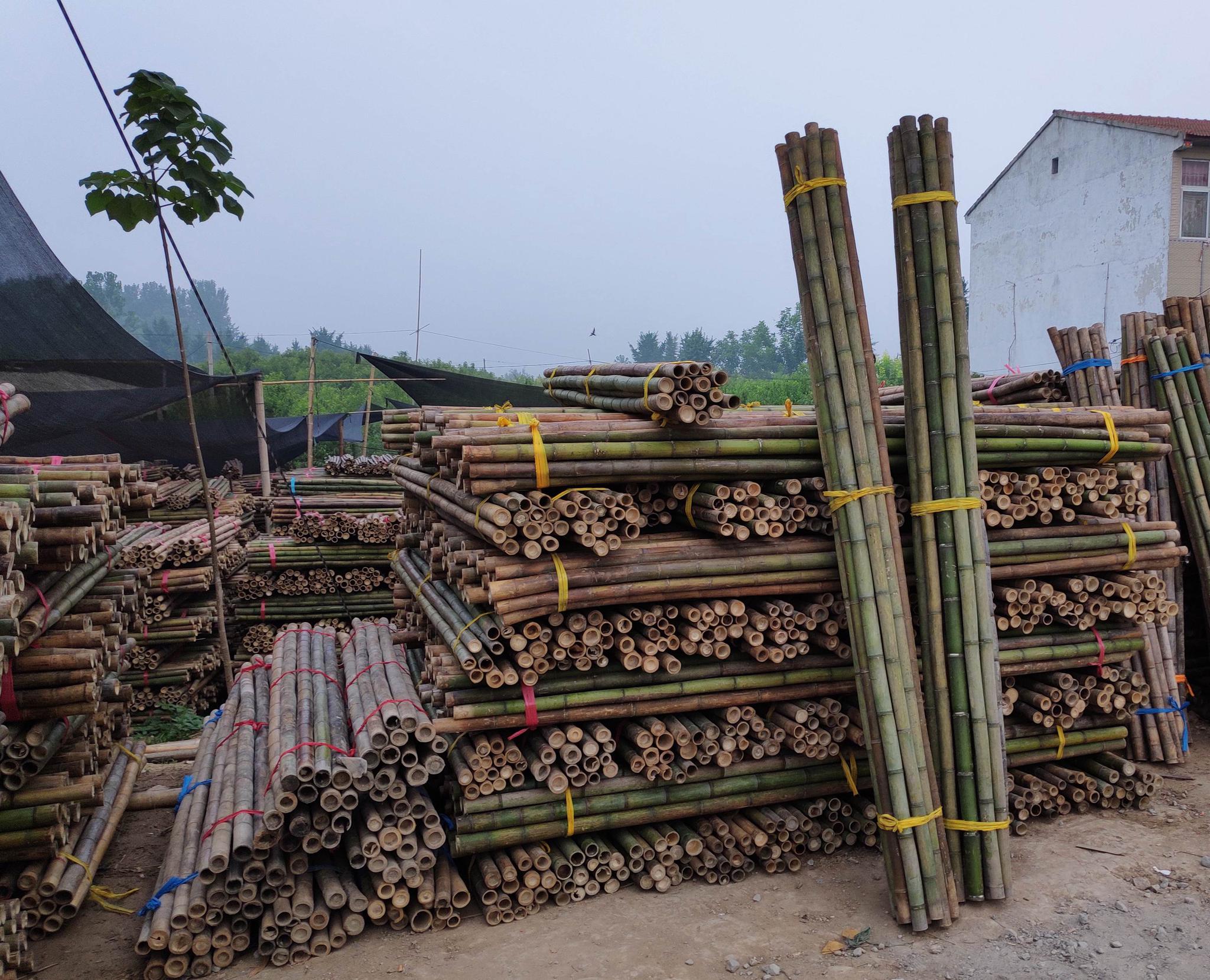 男子把竹子从南方运到北方,不按根卖按捆卖一捆卖25元,生意红火