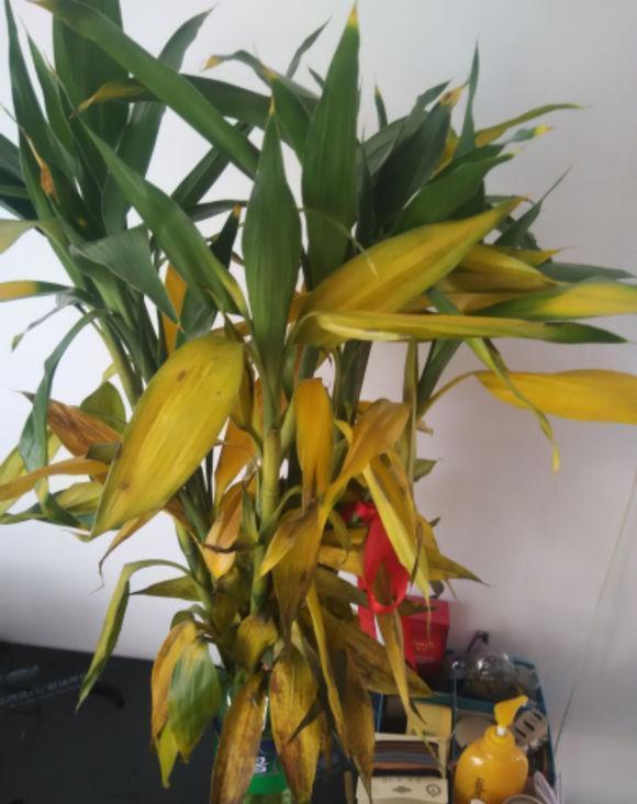 富贵竹黄叶千万别放铁钉死得更快铁钉水浇灌更实用
