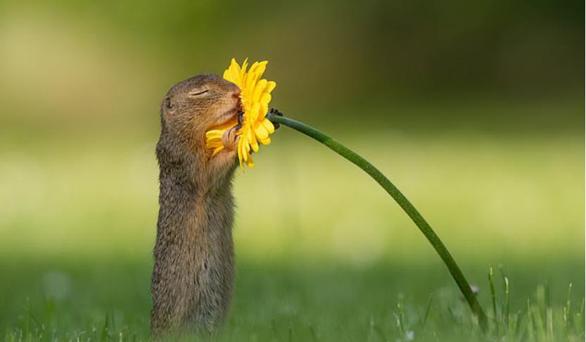 闻花香" 网友直呼太萌了 坏心情瞬间治愈|迪克|野生动物|小松鼠_新浪