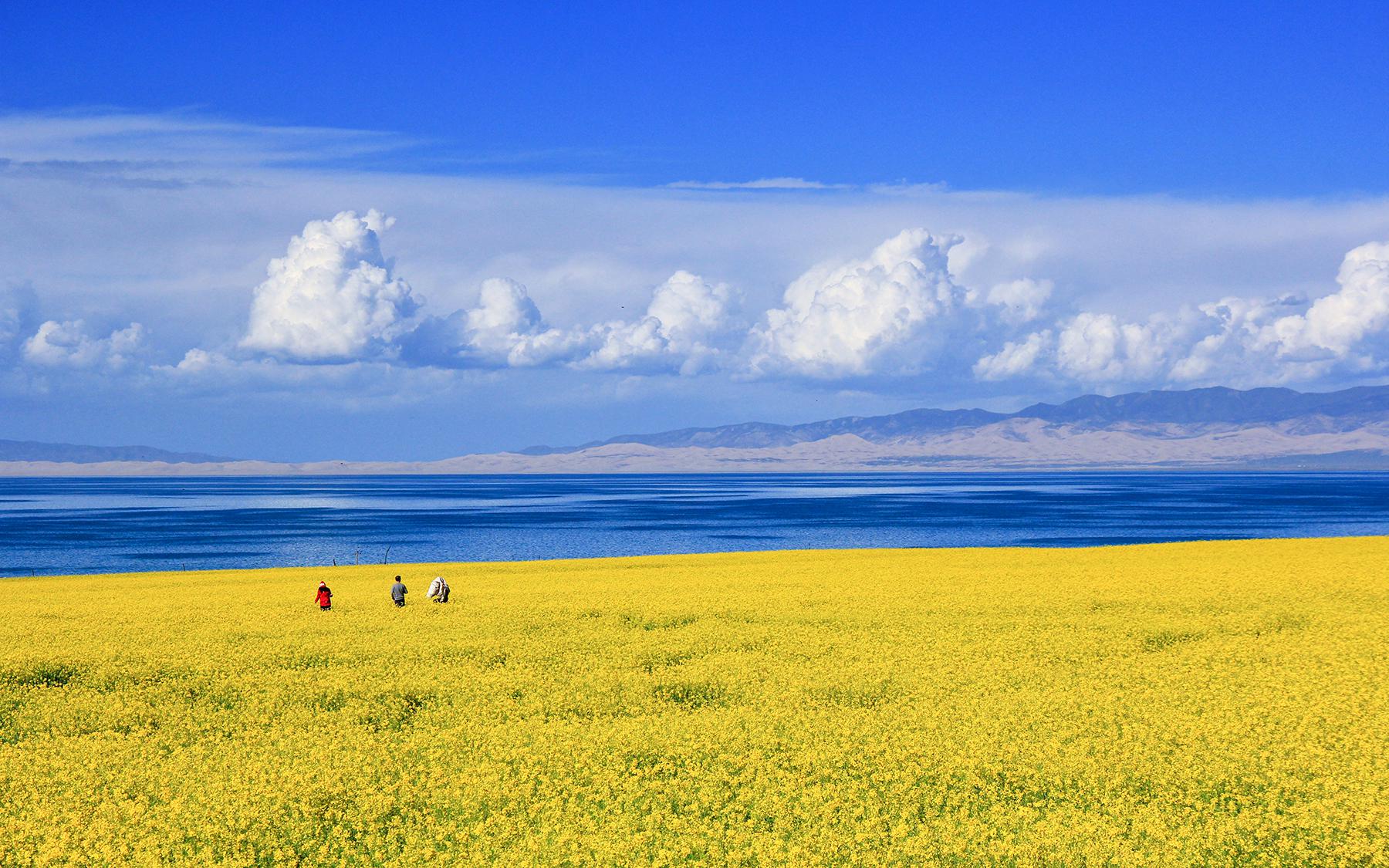 青海将迎来最美的季节