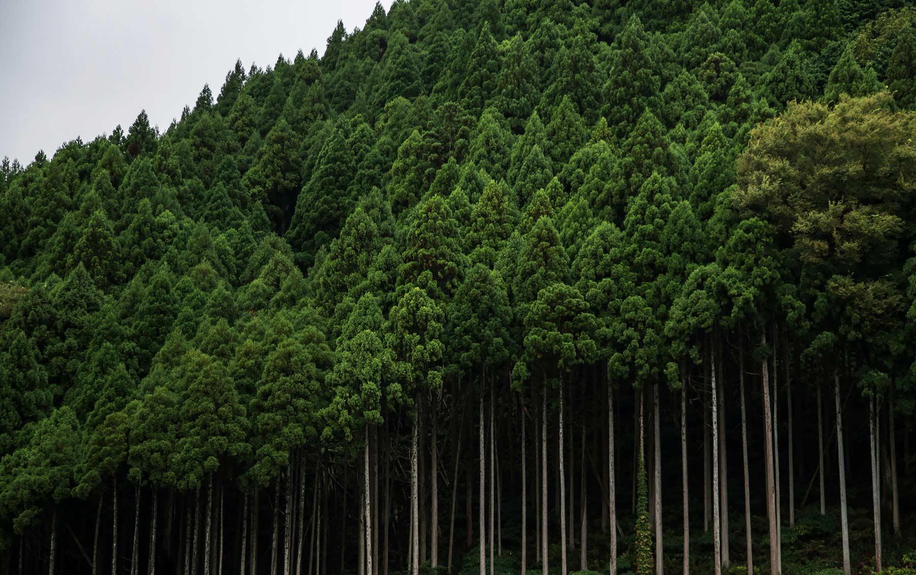 俄罗斯飞地上的一片怪森林树木在跳舞群魔乱舞