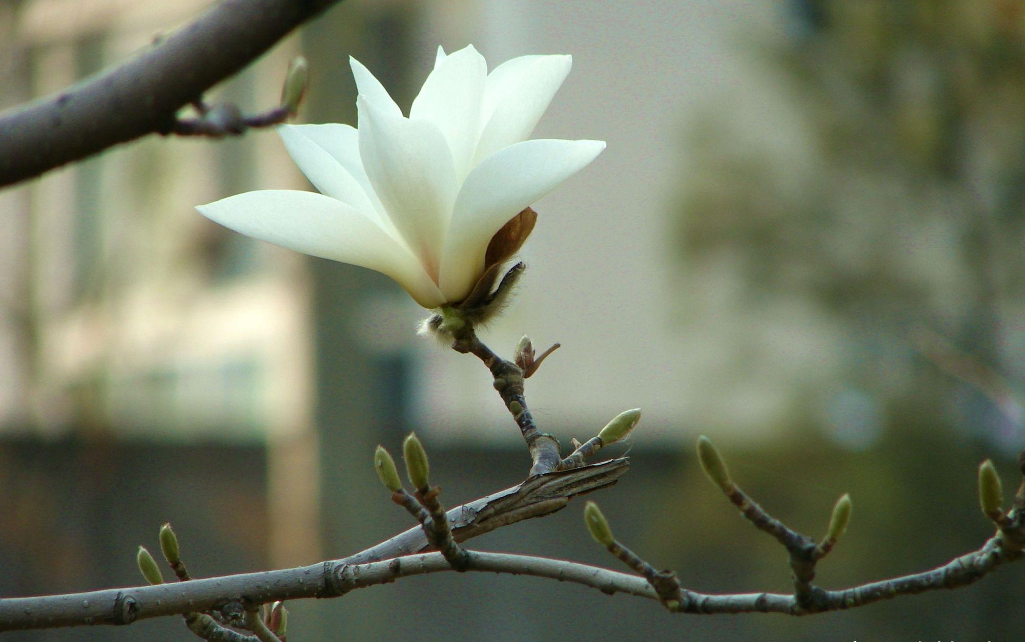 玉兰花树是嫁接的吗?怎么嫁接?