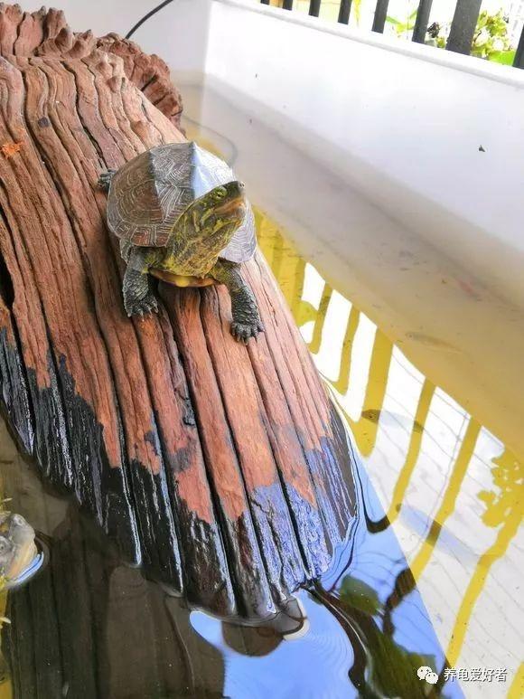 浅谈龟鱼混养的那些事儿!|龟鱼|混养|龟