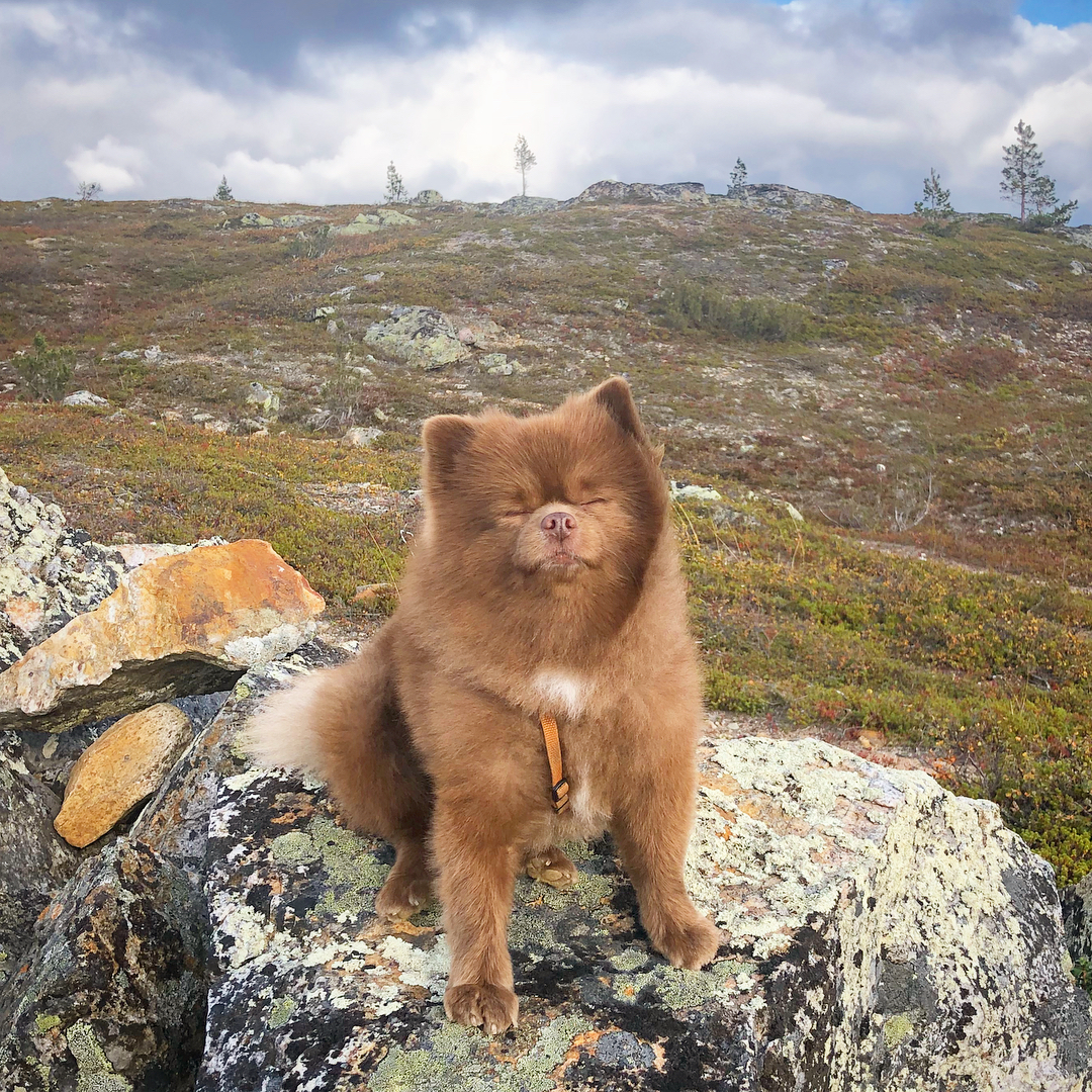 一只被人从救助站收养来的棕色博美犬宠物狗狗网红图集