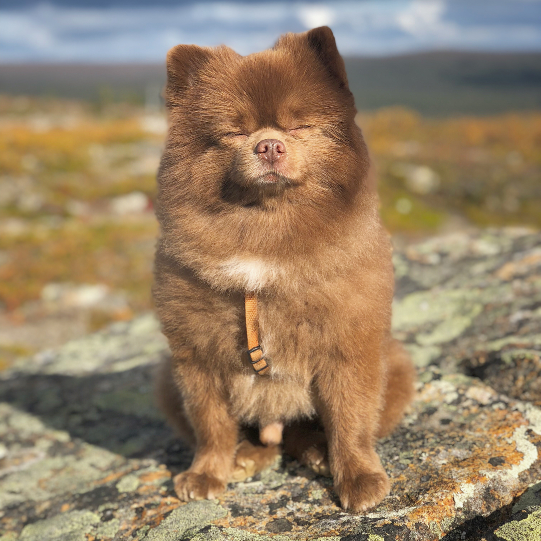 一只被人从救助站收养来的棕色博美犬宠物狗狗网红图集