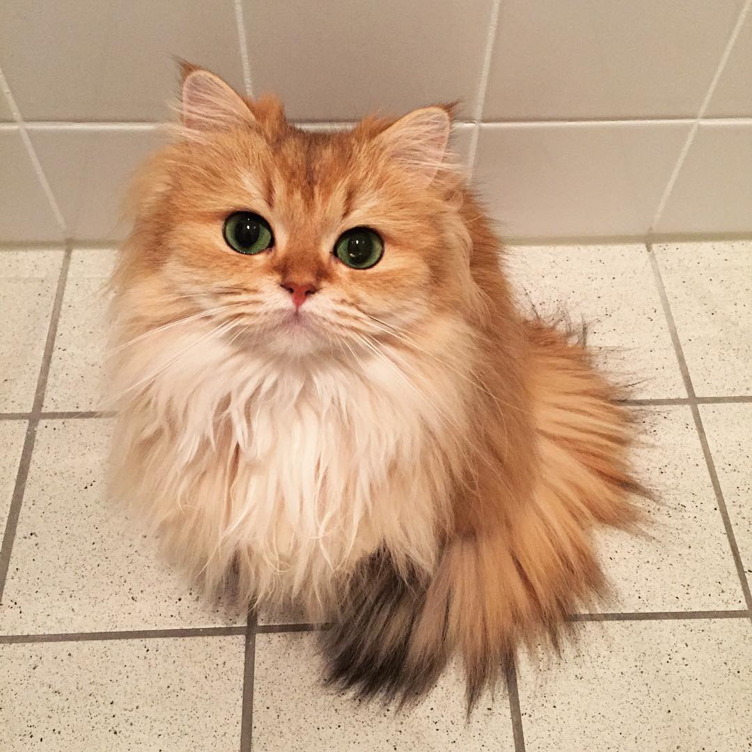 波斯猫 一只可爱的小狮子 吼吼吼_高清图集_新浪网