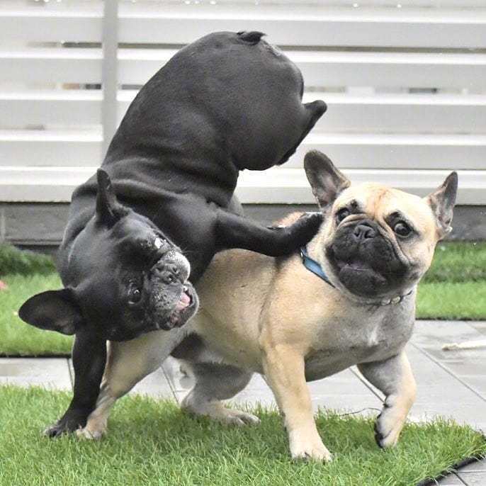 三只傻狗的游戏时间,每张都是表情包!