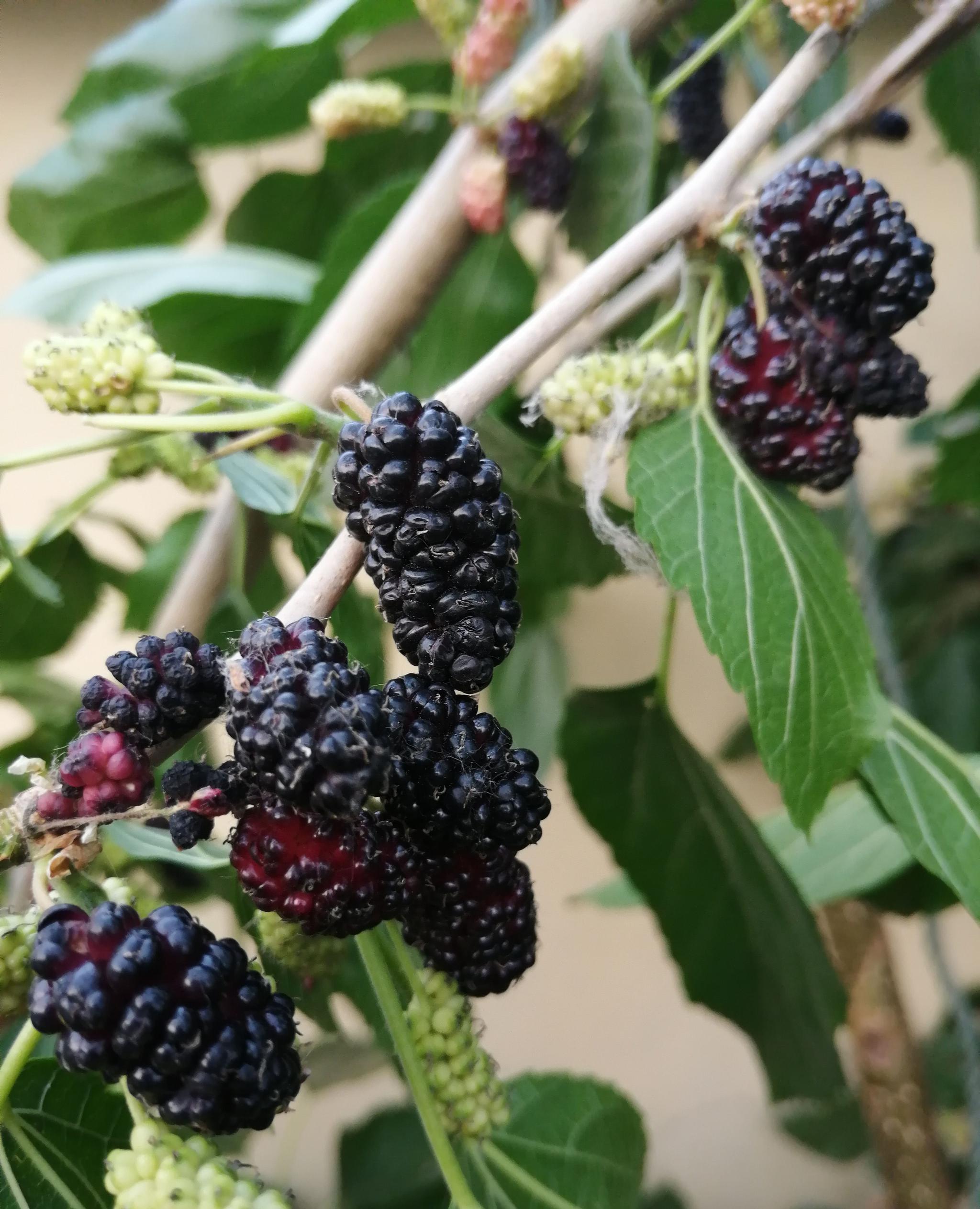 神药自然桑椹的奥妙