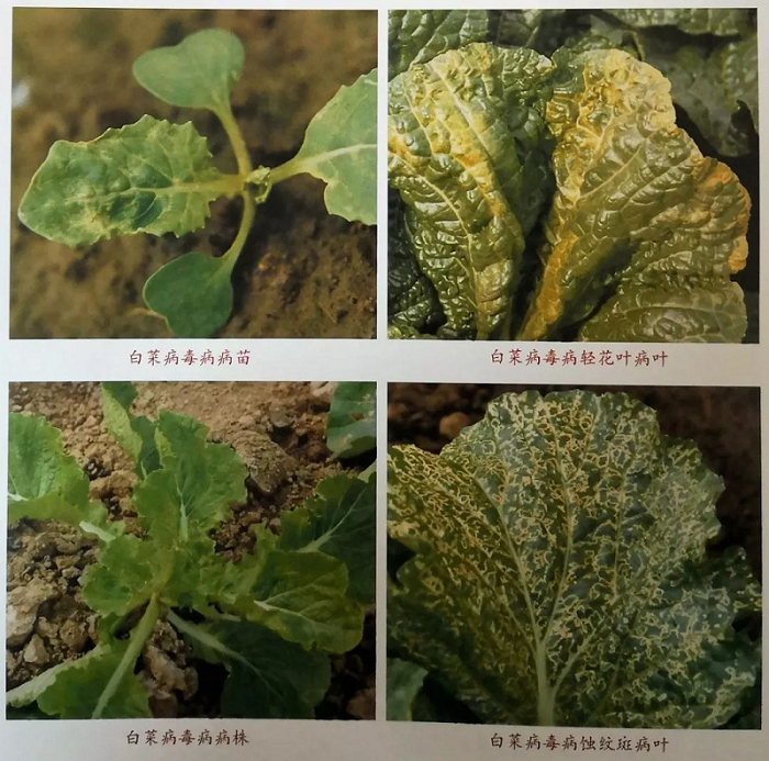 涨知识!遇到这样的白菜要小心了!