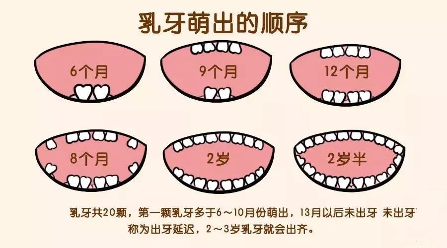 为宝宝擦拭牙齿内外侧和按摩牙龈,缓解长牙带来的不适