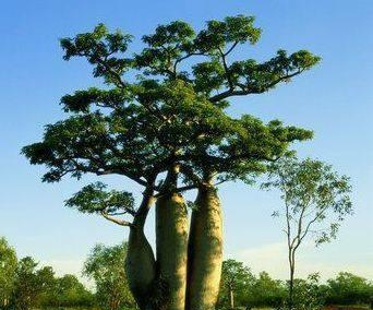 沙漠中这一奇特救命树树干可储水2吨引进我国却变模样