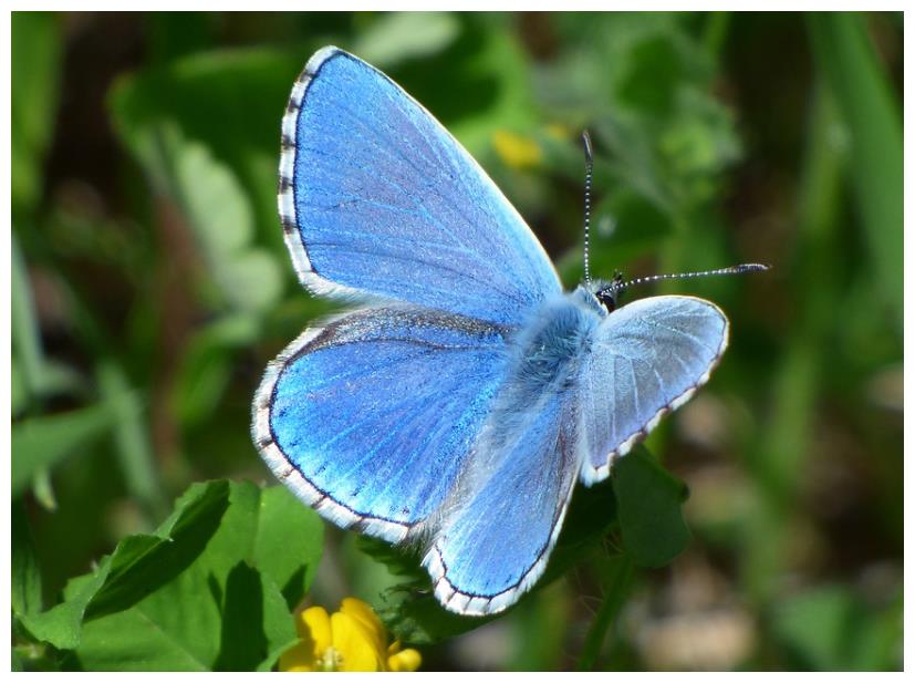 情感测试:选一只最漂亮的蝴蝶?测你心里最重要的人