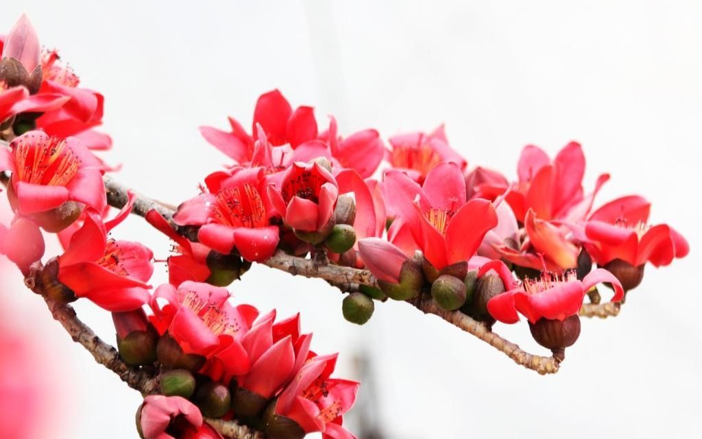 花世界花集 木棉花