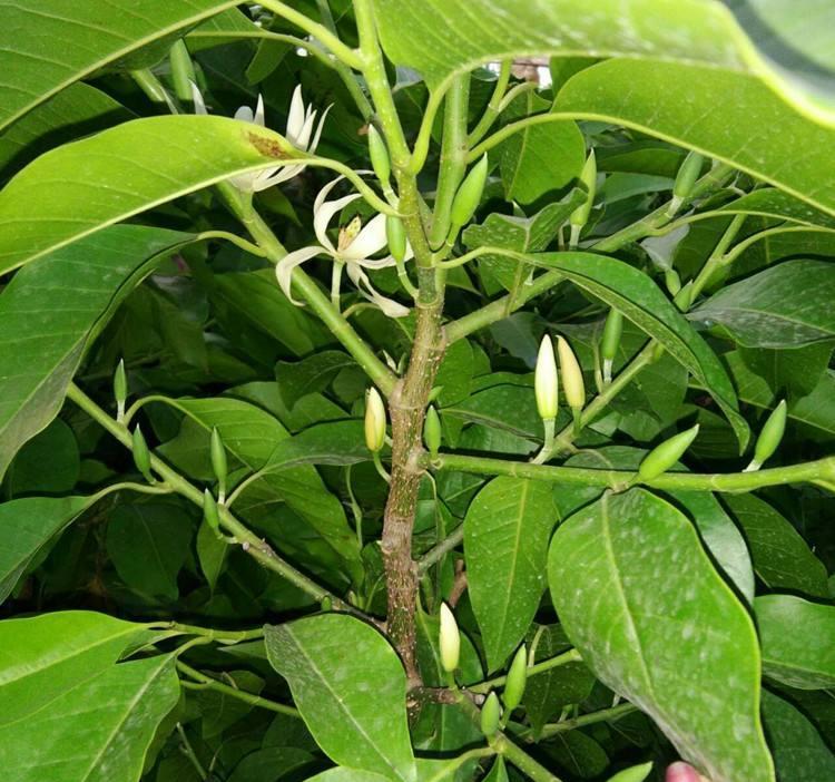 玉兰花树是嫁接的吗?怎么嫁接?