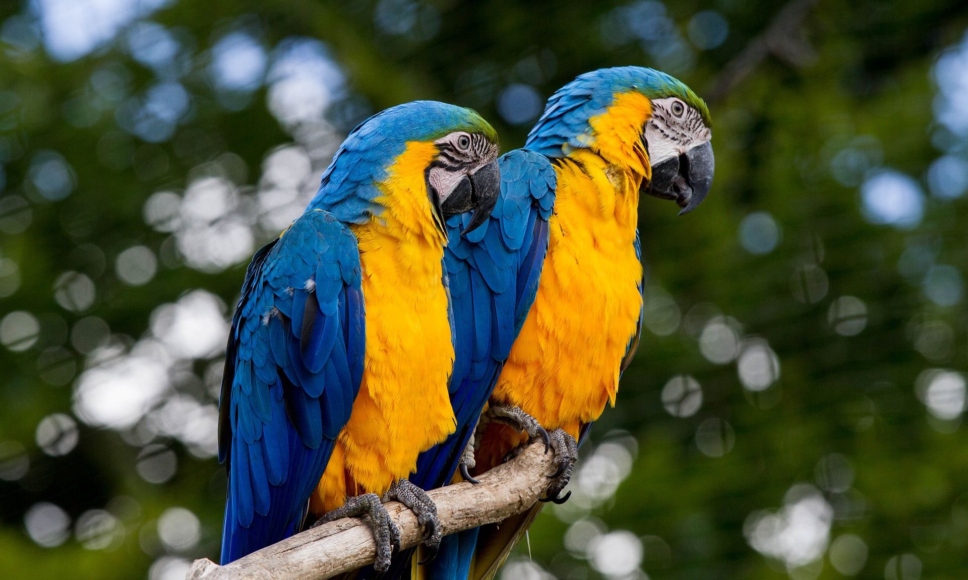 蓝黄金刚鹦鹉又名琉璃金刚鹦鹉,是最常见的金刚鹦鹉,产于美洲热带地区