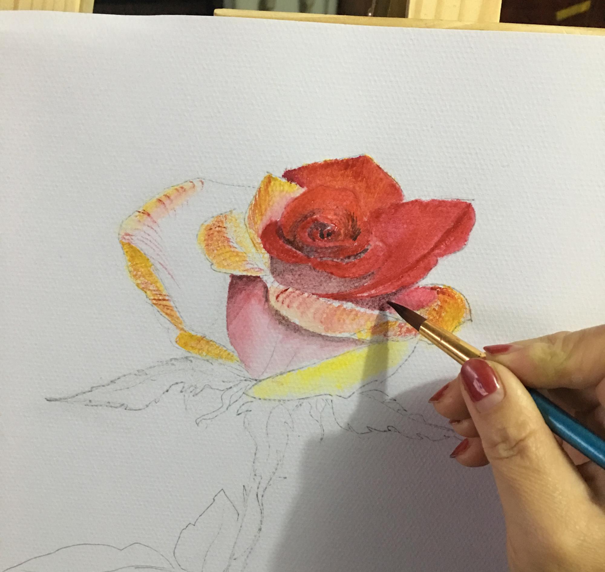 教你用水彩绘画写实玫瑰,步骤详细,简单易学,非常适合初学者