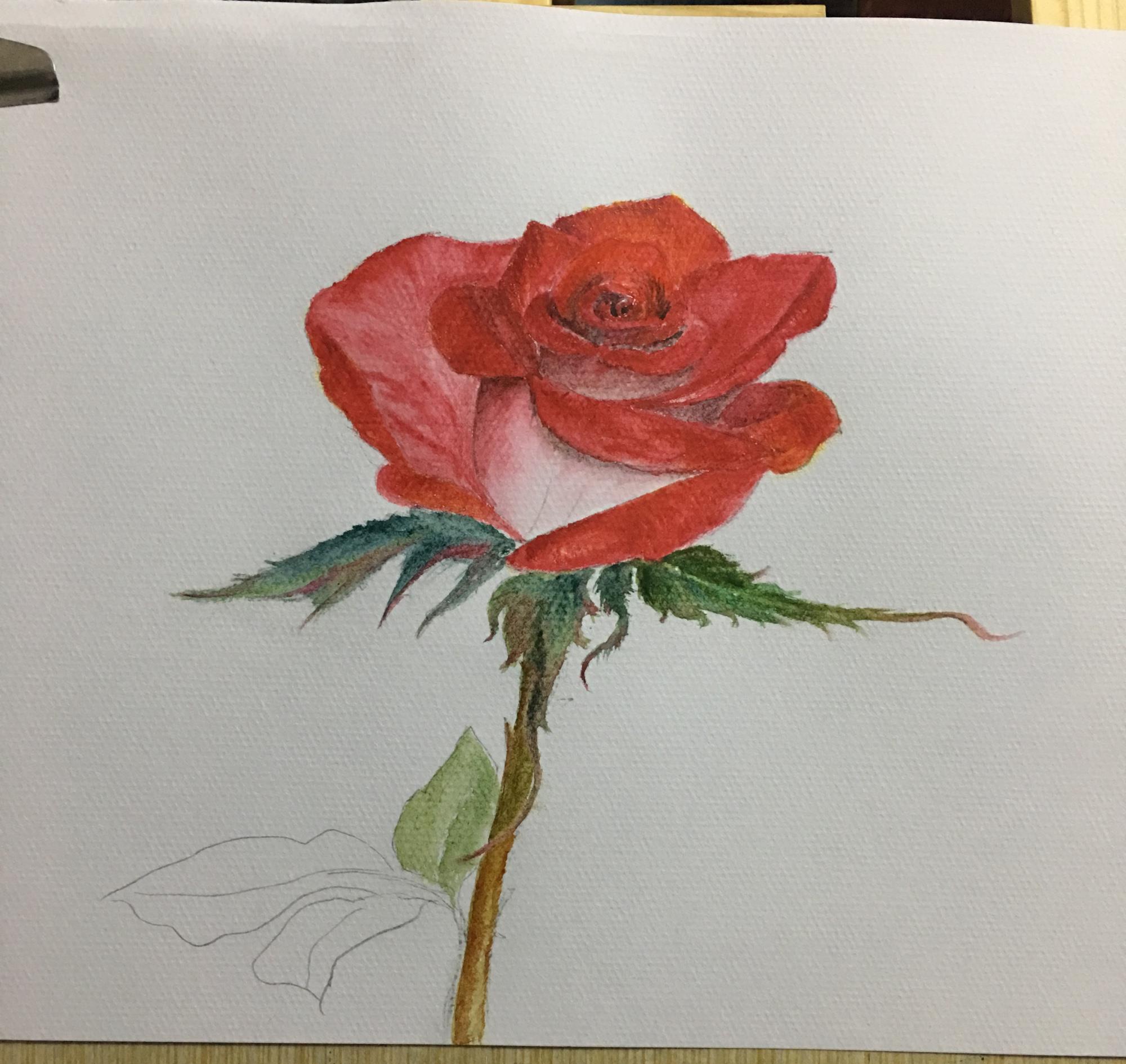 教你用水彩绘画写实玫瑰,步骤详细,简单易学,非常适合初学者