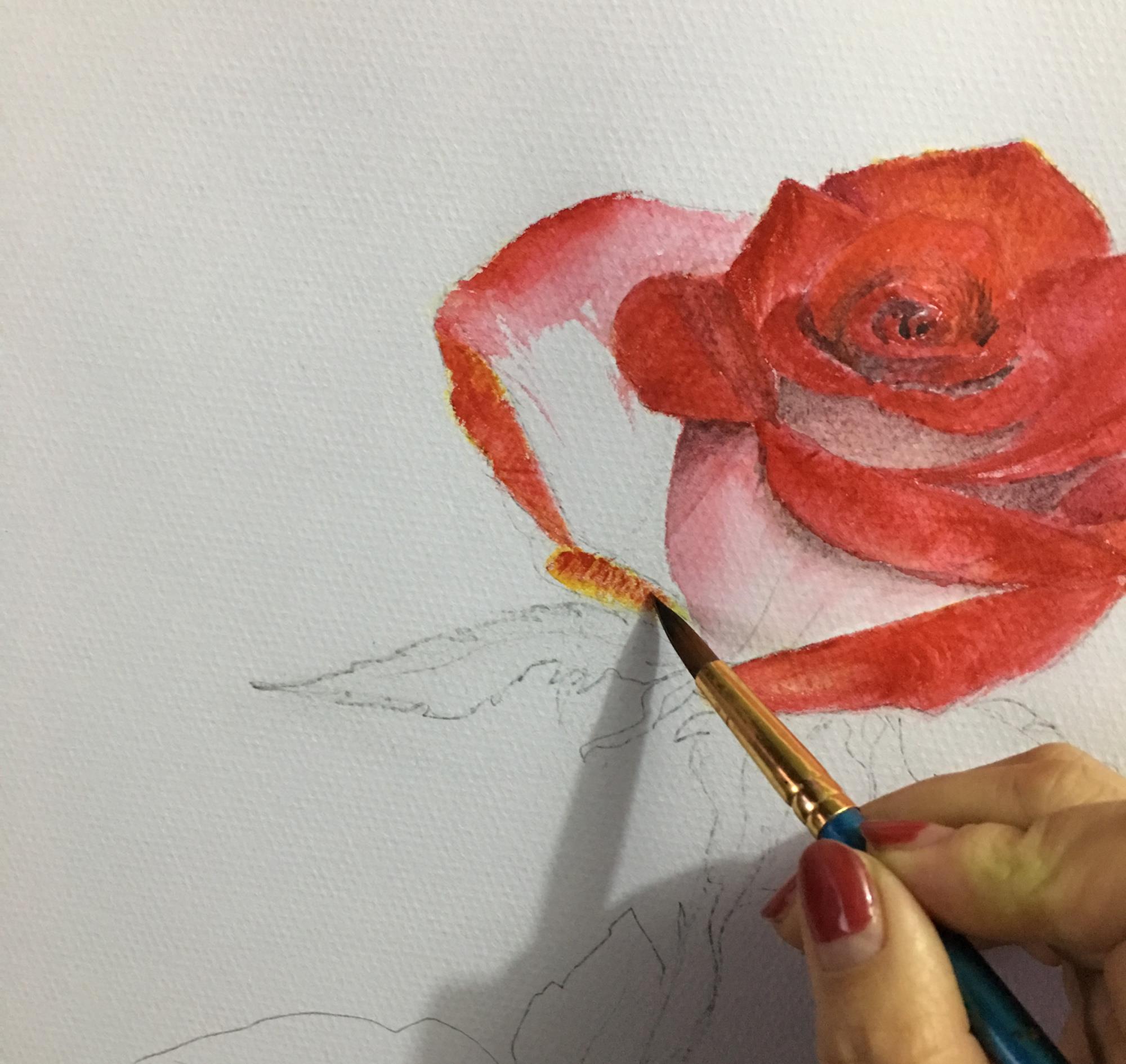 教你用水彩绘画写实玫瑰,步骤详细,简单易学,非常适合初学者