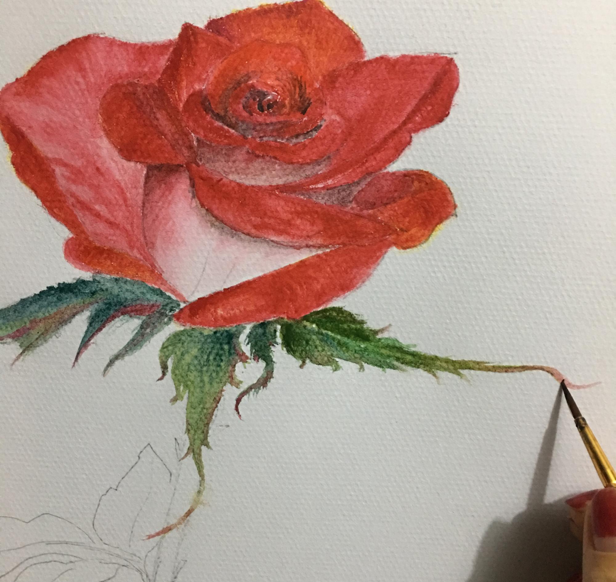 教你用水彩绘画写实玫瑰,步骤详细,简单易学,非常适合初学者|花径