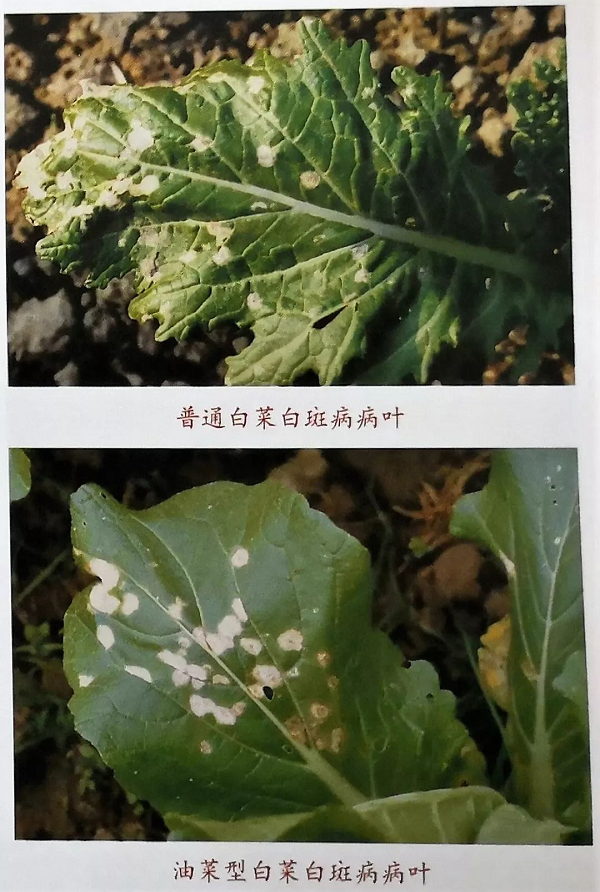 涨知识!遇到这样的白菜要小心了!