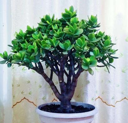 养盆燕子掌,做好这些事,长成老桩更漂亮,剪根枝条,轻松变多盆