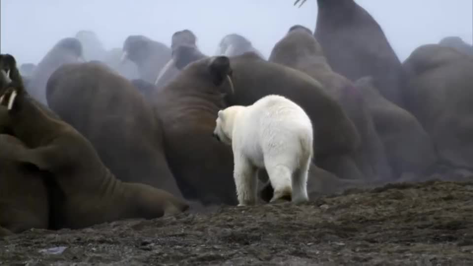 北极熊饥饿难耐捕食海象,结局让人惋惜不已!