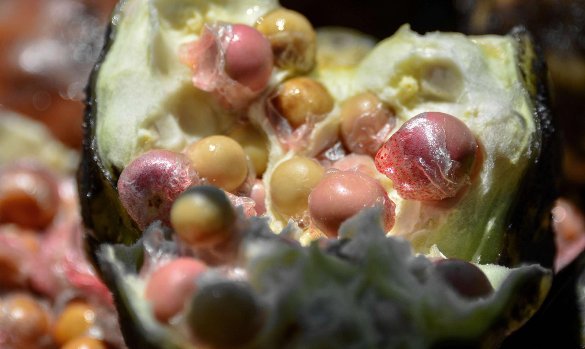 无锡厚桥鸡头米开采啦