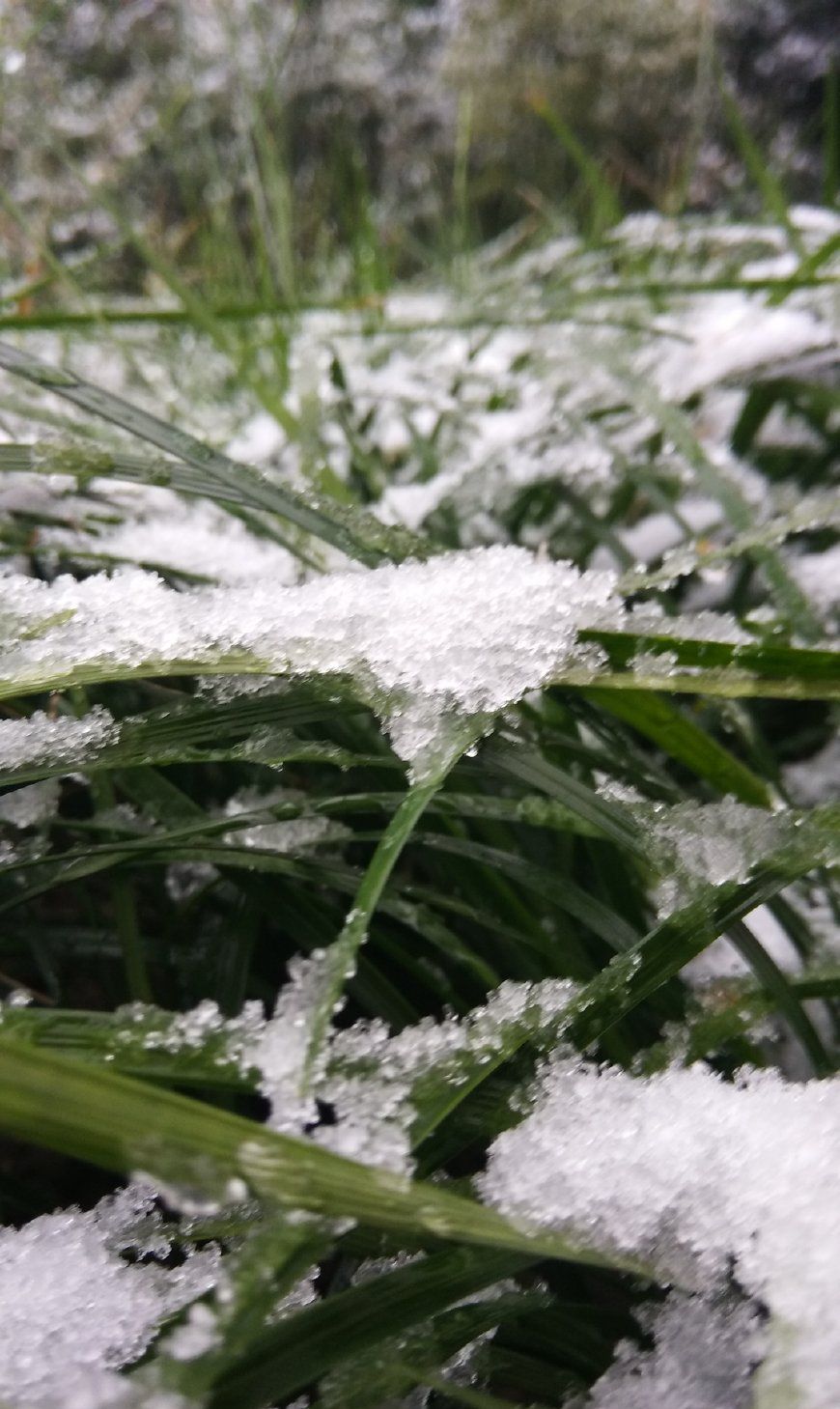 小草青青,还没有来得及准备,就被雪强势的亲昵.