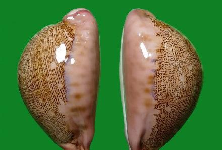 "龙宫翁戎螺哎,很好看,好像去年还是前年的冈瓦纳视频里有讲翁戎螺"