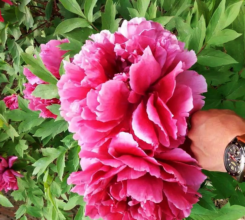 芍药花