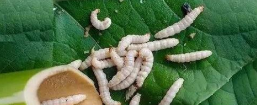 南方|竹林里|竹虫_新浪新闻