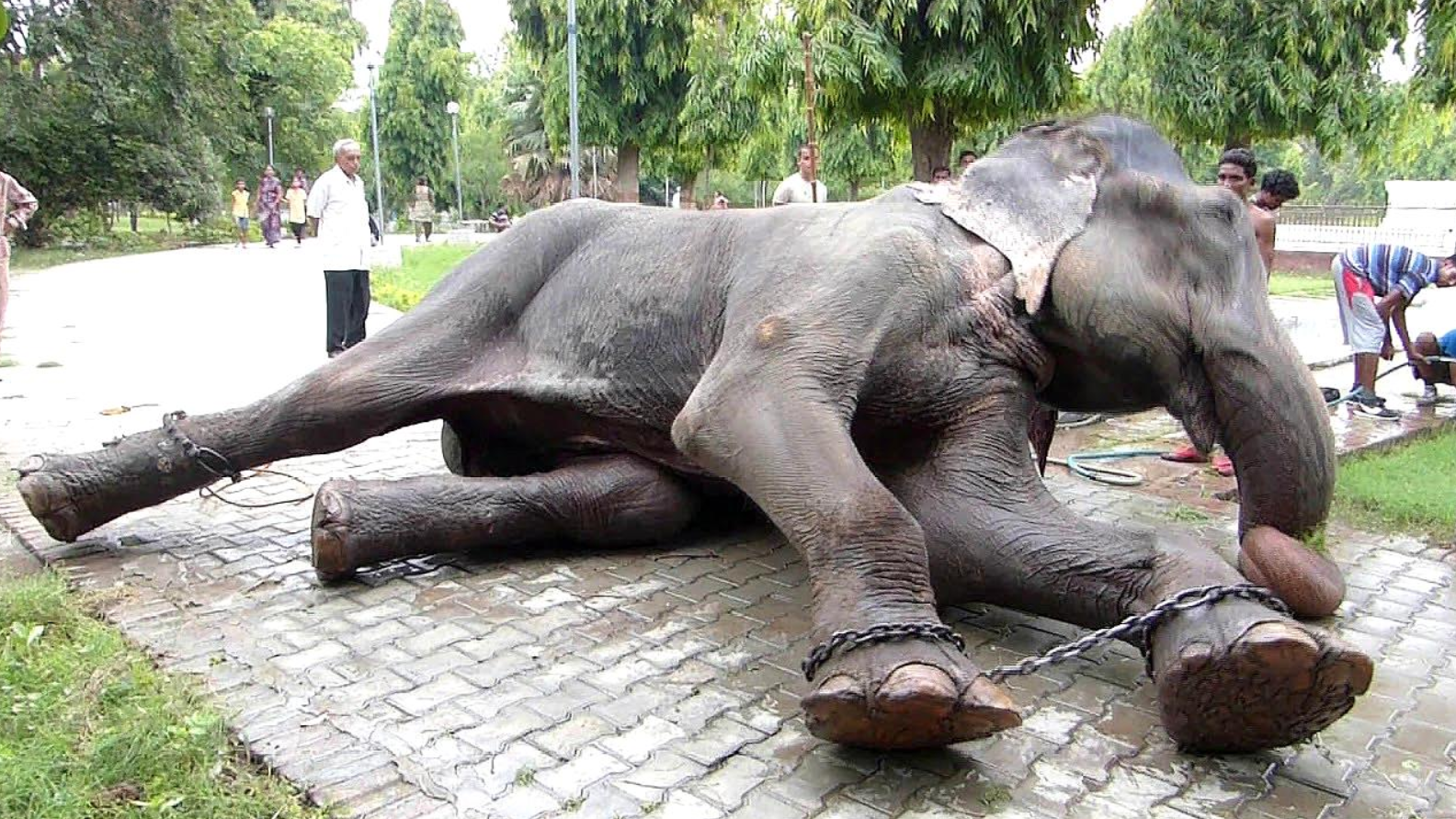 大象被铁链囚禁了50年,获救之后做出的举动,让人不敢相信