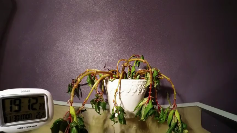 一盆严重缺水的花在浇水后慢慢恢复延时拍摄记录全过程