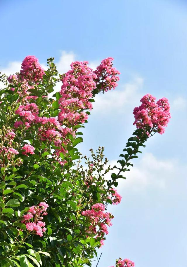 盛夏无别事,可愿与我一同去湖北这处花海邂逅漫山紫薇花开?
