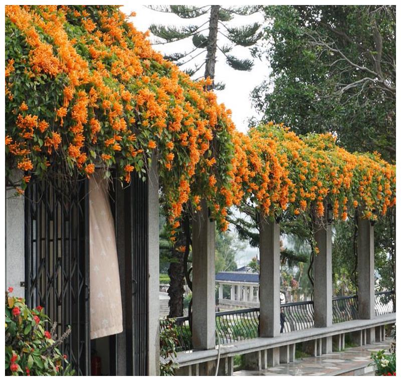 凌霄花为藤本植物,可不要错过了,看上去就像一个个点火即燃的爆竹,栅