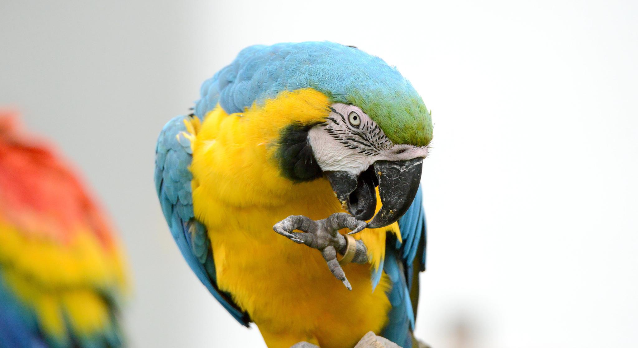 颜色艳丽的蓝黄金刚鹦鹉，个性温和，具有爱亲近人的特质